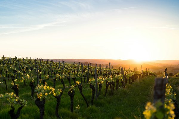 Quels sont les meilleurs conseils pour une visite des vignobles en Toscane sans guide ?