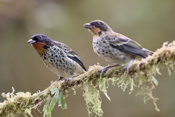 Où trouver des excursions pour découvrir les oiseaux endémiques de Madagascar ?