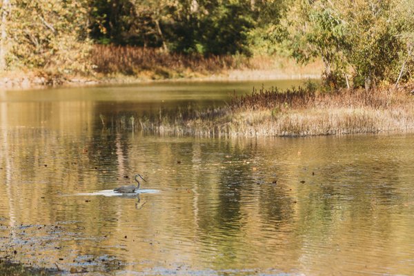 Comment organiser un camping pour observer les oiseaux dans les marais de Floride?
